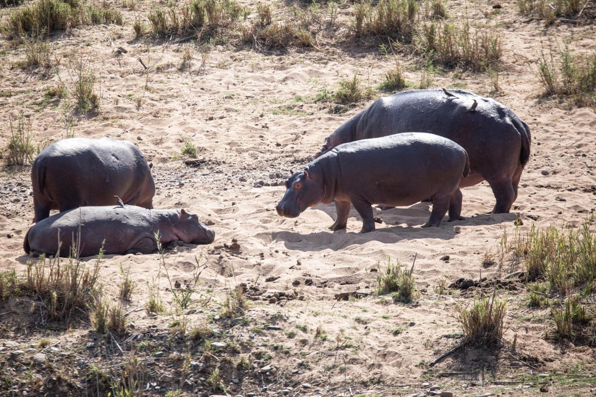 Mdluli Safari Lodge Hazyview Luaran gambar