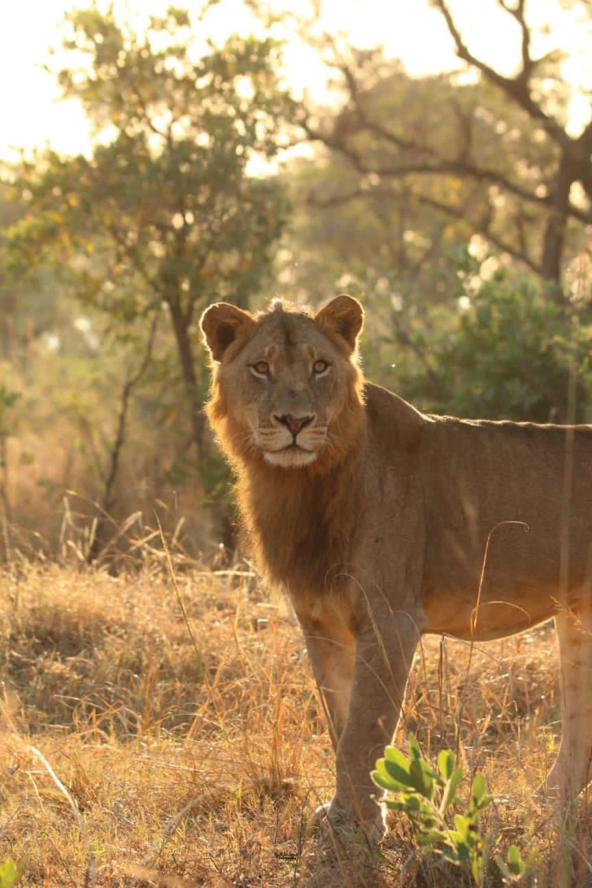 Mdluli Safari Lodge Hazyview Luaran gambar