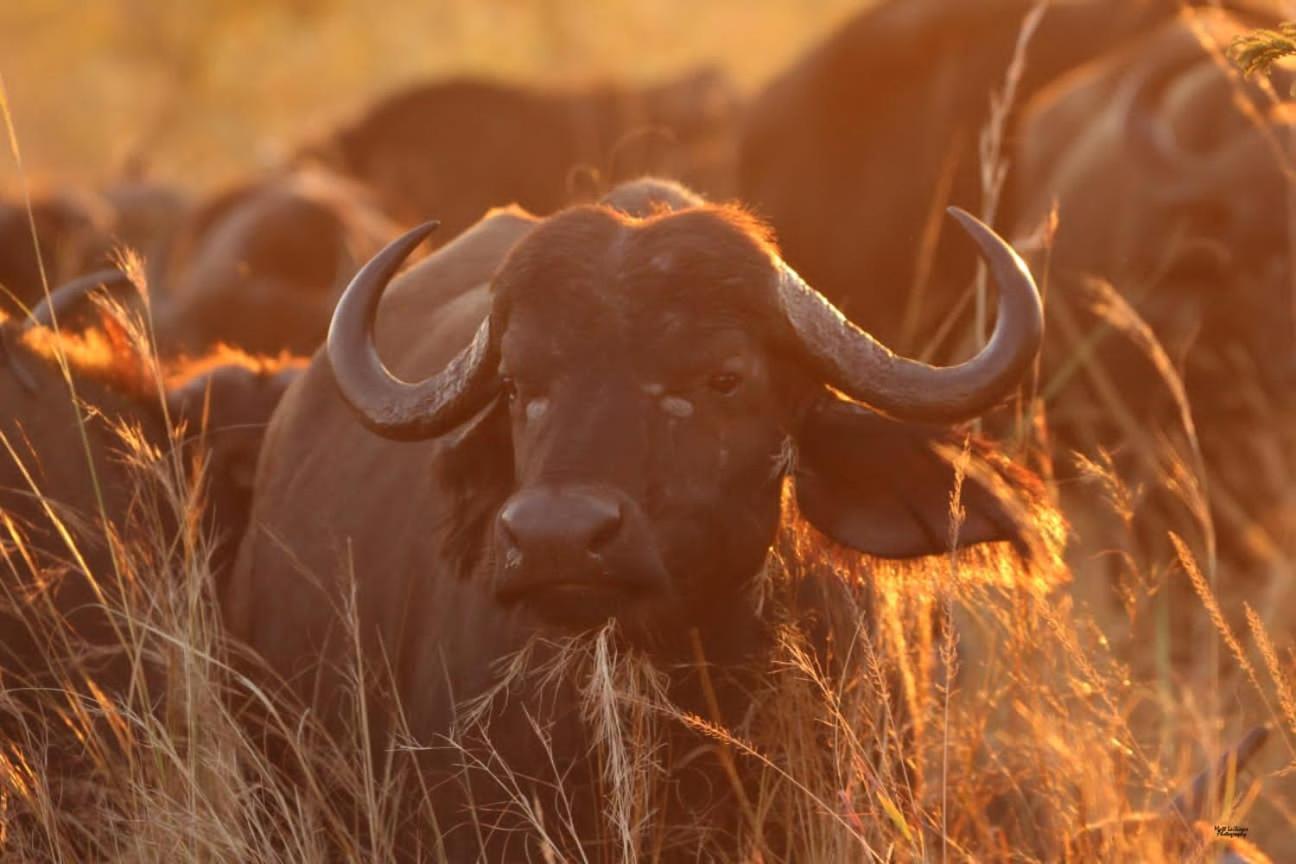 Mdluli Safari Lodge Hazyview Luaran gambar